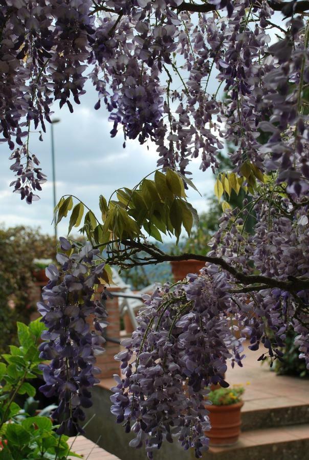 Apartament Casa Ai Pini Panzano in Chianti Zewnętrze zdjęcie